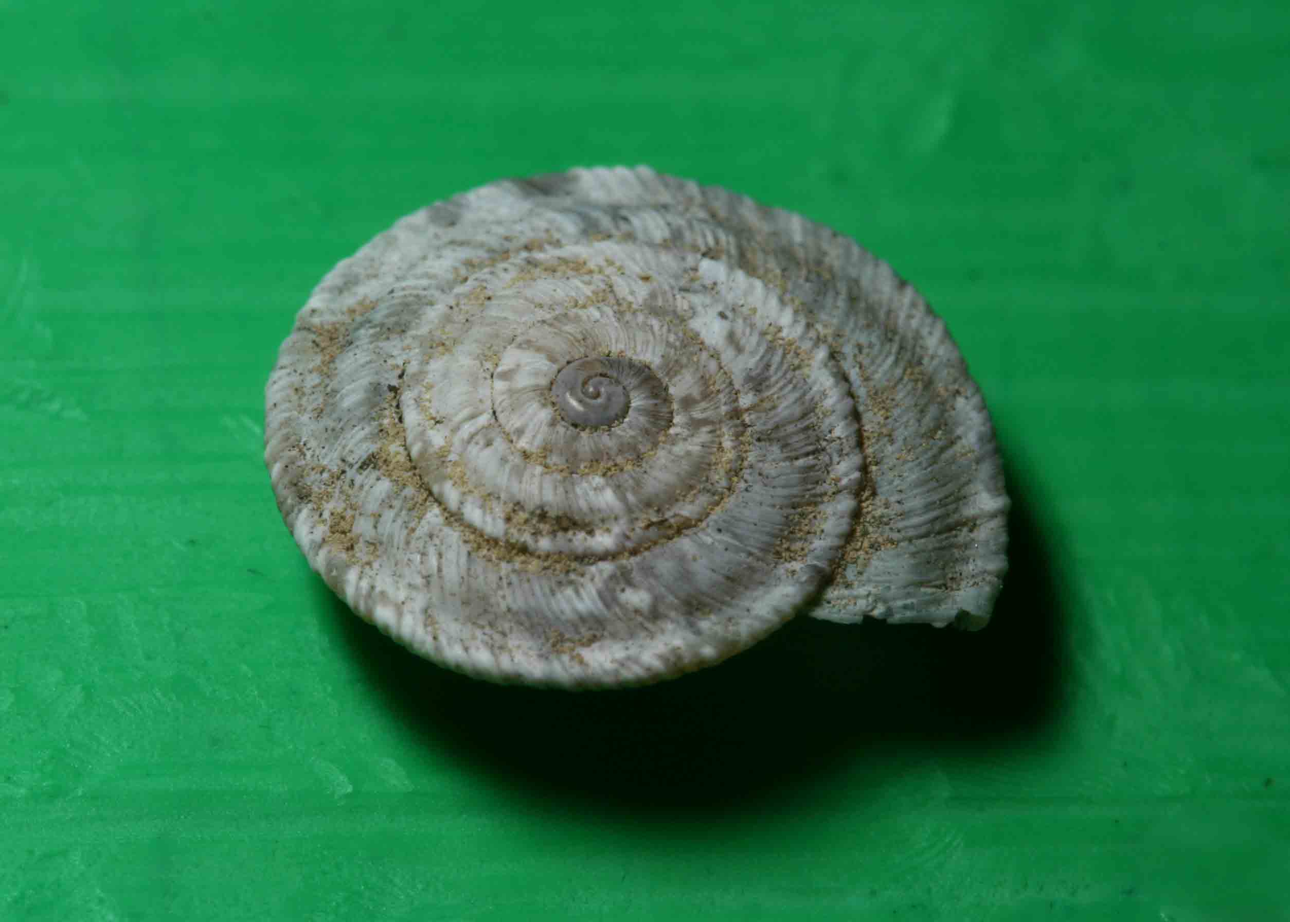 Candidula cf. grovesiana  - Gole del Sagittario